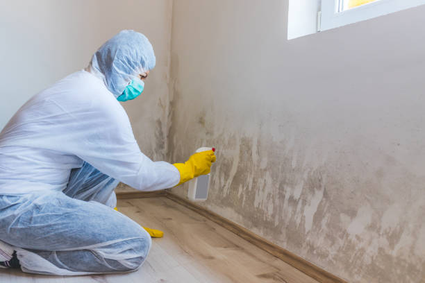 Licensed Basement Mold Remediation service in Vauxhall, NJ - WQB Mold Removal