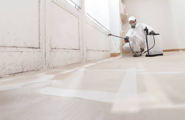 24/7 Emergency Basement Mold Remediation experts in Vauxhall, NJ