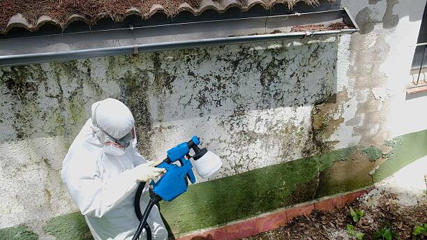Top rated local Basement Mold Remediation specialists in Vauxhall, NJ